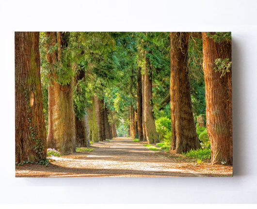 Fotoleinwand - Natur - Allee