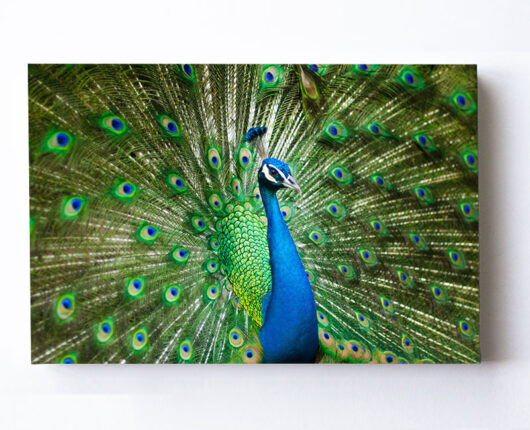 Fotoleinwand - Blauer Pfau commendo360.de