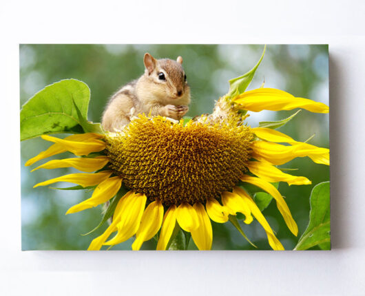 Fotoleinwand - Streifenhörnchen auf einer Sonnenblume