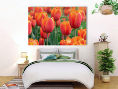 Fotoleinwand - Rote-orange Tulpen