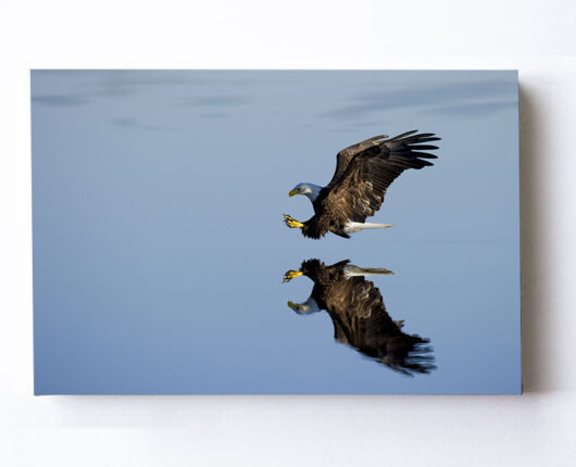 Fotoleinwand - Weißkopfseeadler bei der Jagd