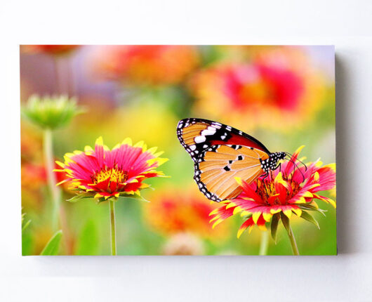 Fotoleinwand - Kokardenblumen mit einem Schmetterling commendo360.de