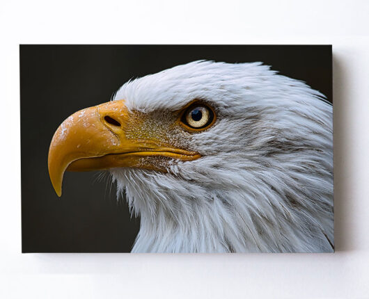 Fotoleinwand - Weißkopfseeadler commendo360.de