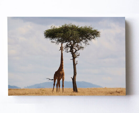 Fotoleinwand - Giraffen und der Baum commendo360.de