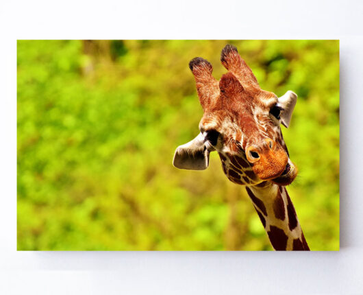 Fotoleinwand - Giraffe guckt rein commendo360.de