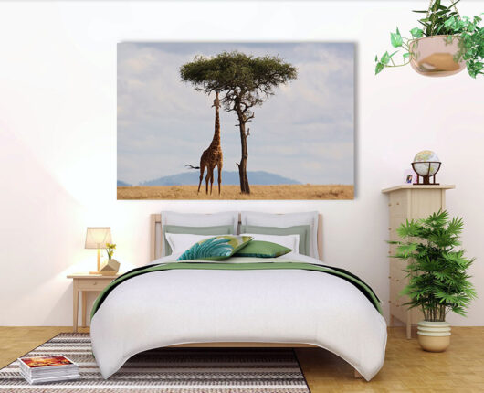 Fotoleinwand - Giraffen und der Baum